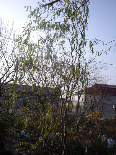 salcie  contorsionata