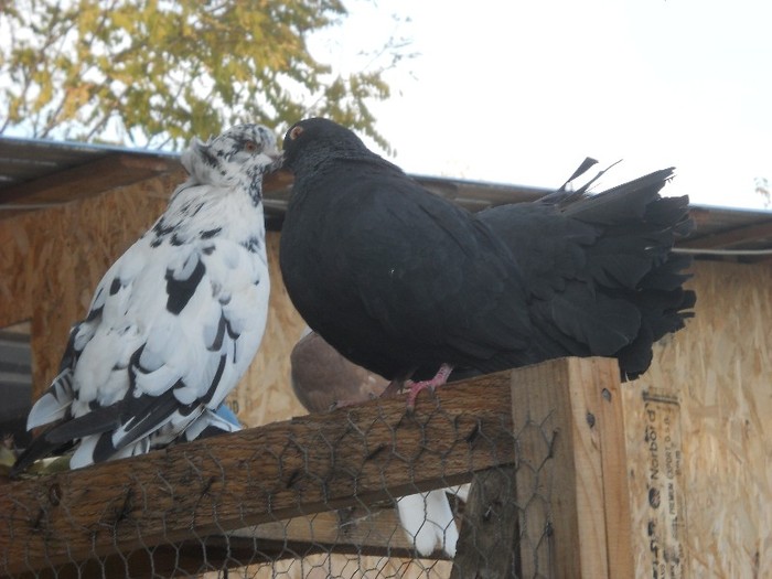 ce zici de un sarut...? - porumbeii mei