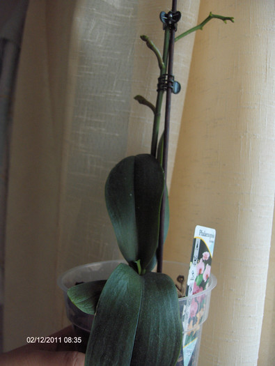 evolutie 2011-2012... - ORHIDEE  2010-  2011-si 2012