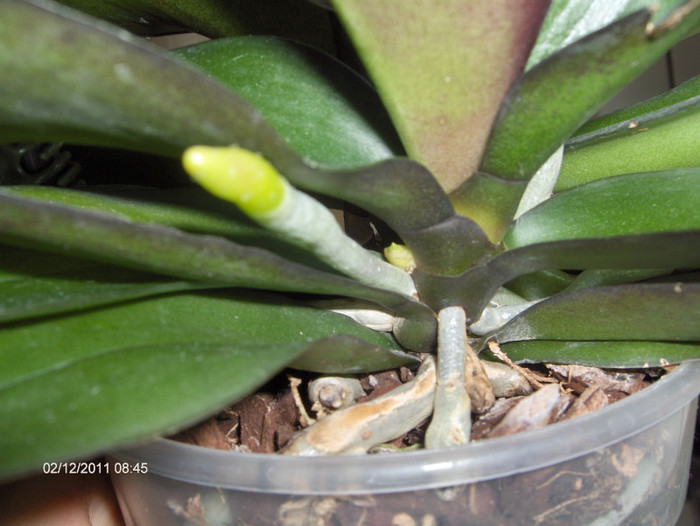 evolutie 2011-2012...