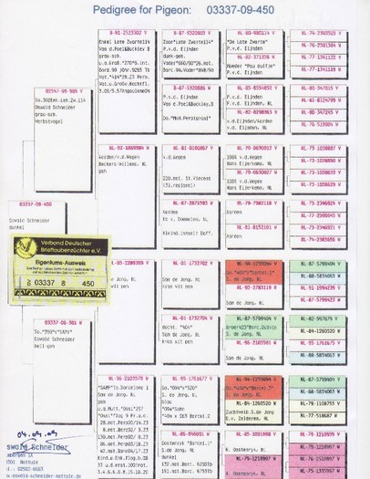 pedegree 6 - pedigree