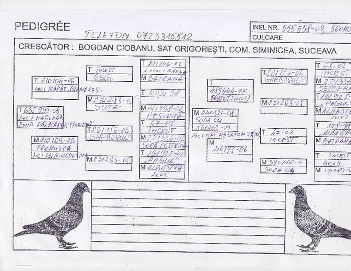 pedegree 10 - pedigree