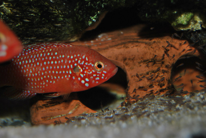 Hemichromis lifalili - Acvaristica