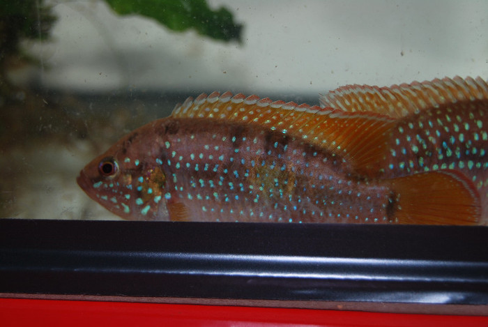 Hemichromis lifalili