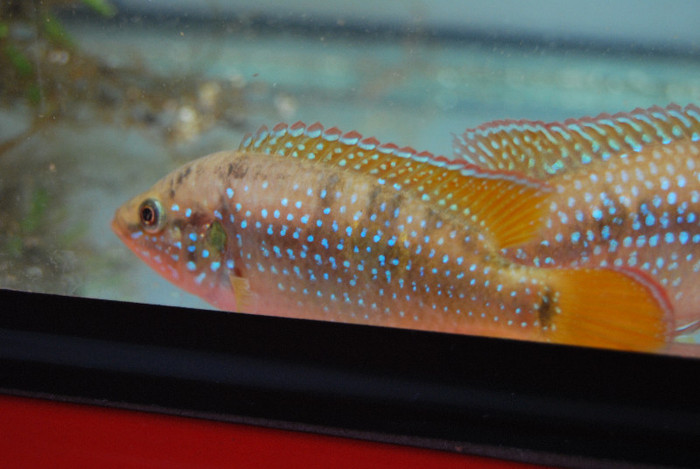 Hemichromis lifalili