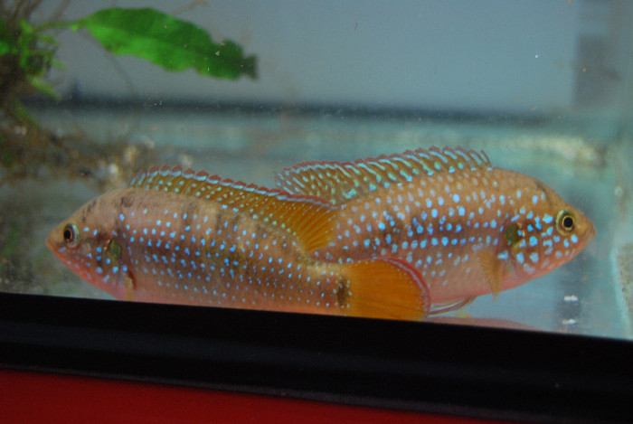 Hemichromis lifalili - Acvaristica