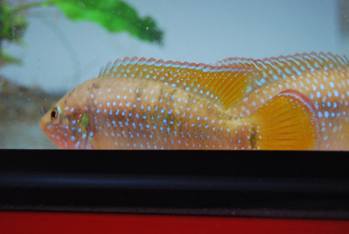 Hemichromis lifalili