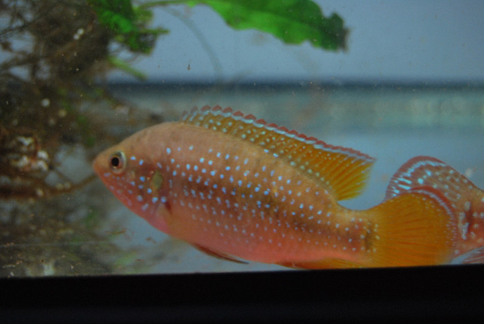 Hemichromis lifalili