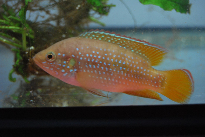 Hemichromis lifalili
