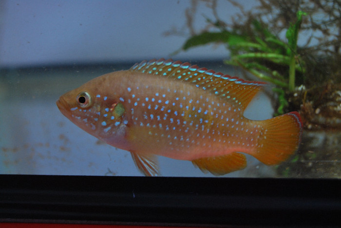 Hemichromis lifalili