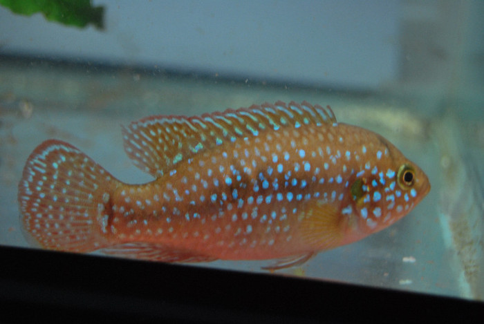 Hemichromis lifalili