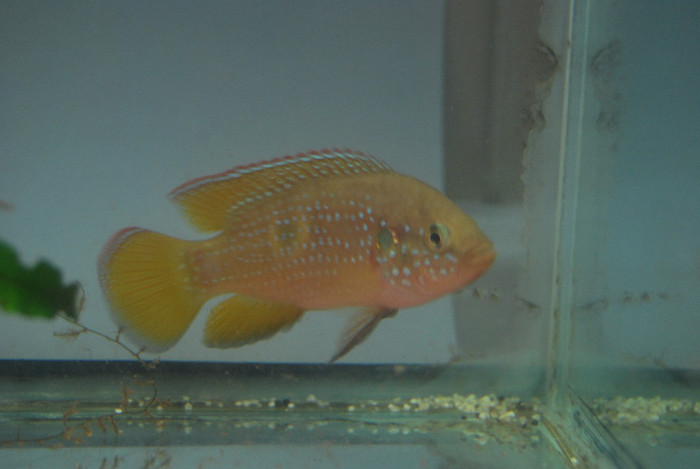 Hemichromis lifalili