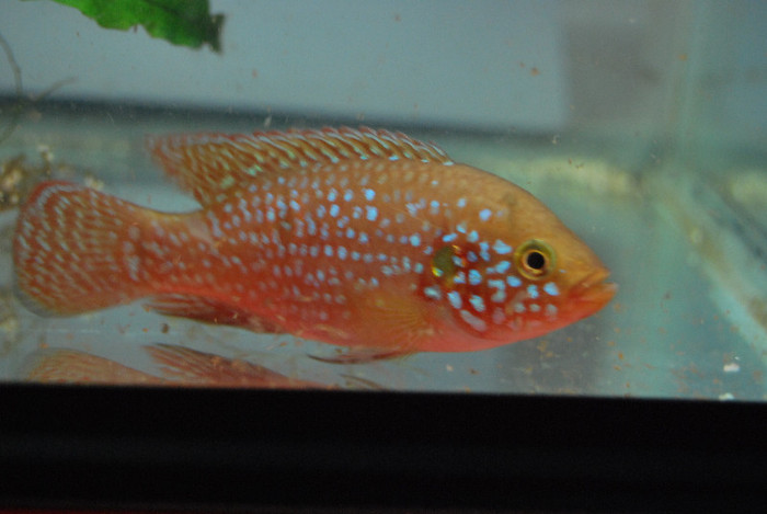 Hemichromis lifalili