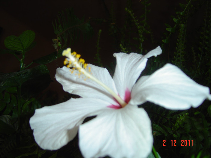 poze 451