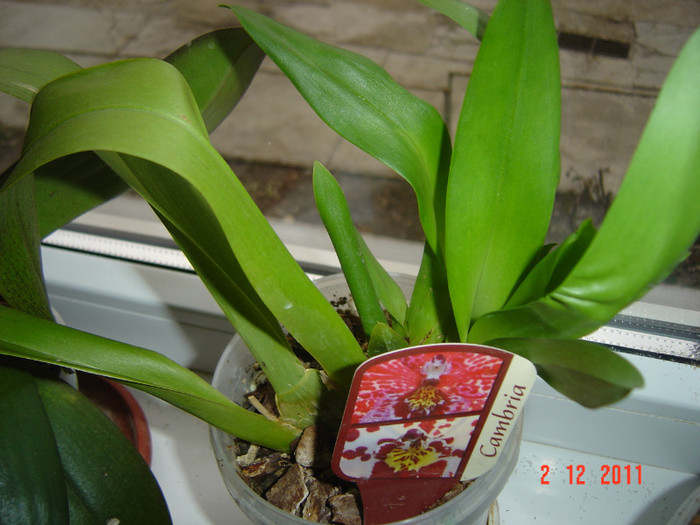 poze 441 - 2012 ORHIDEEA