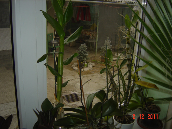 poze 445 - 2012 ORHIDEEA