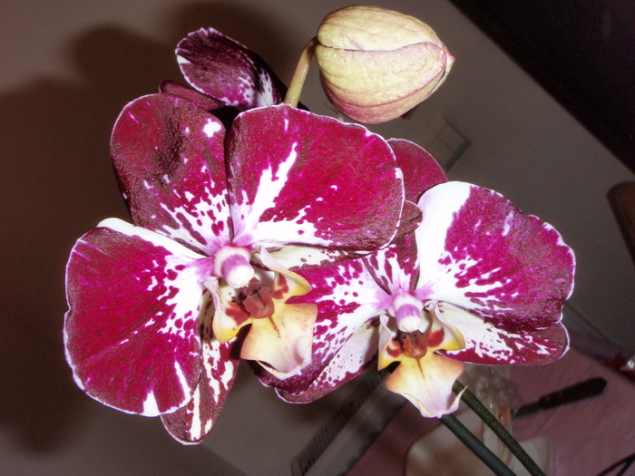 2 dec 2011 - Phalaenopsis