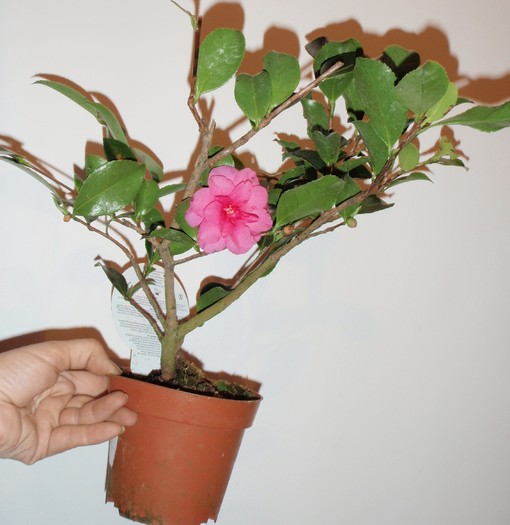 mini-copacel - Camellia