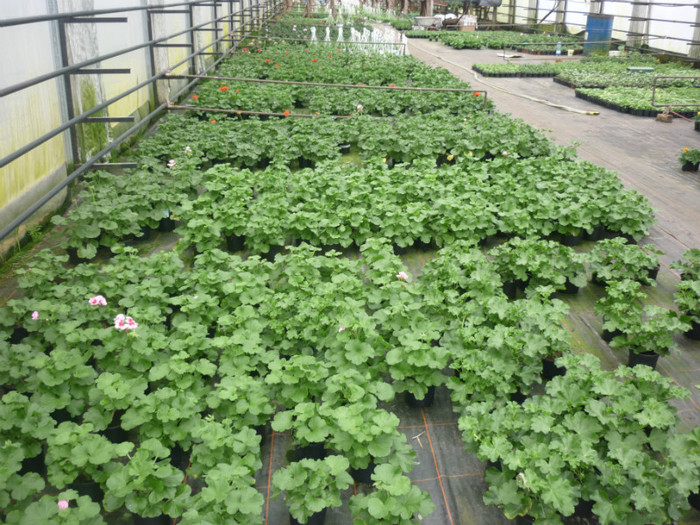 muscate - Flori din productie proprie