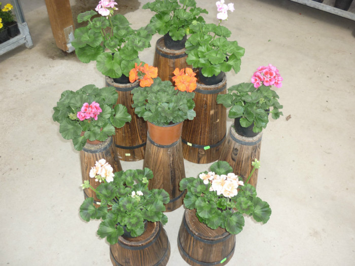 muscate zonale1 - Flori din productie proprie