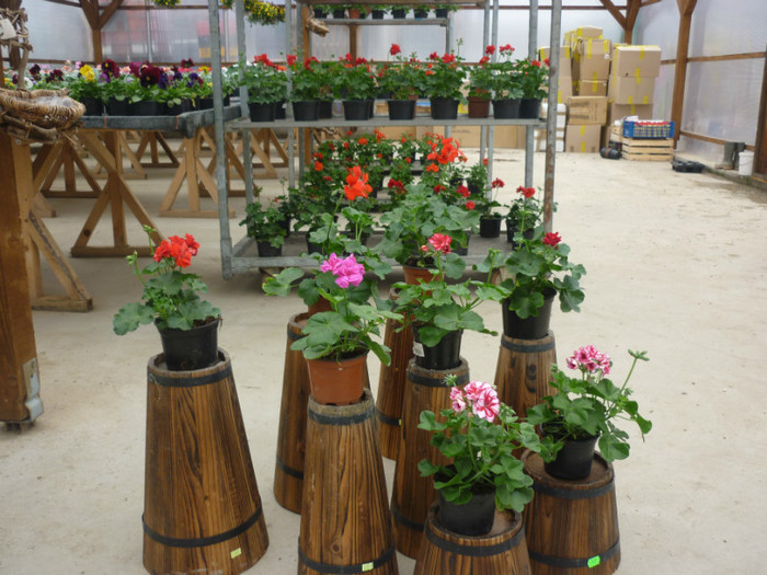 muscatecurg - Flori din productie proprie