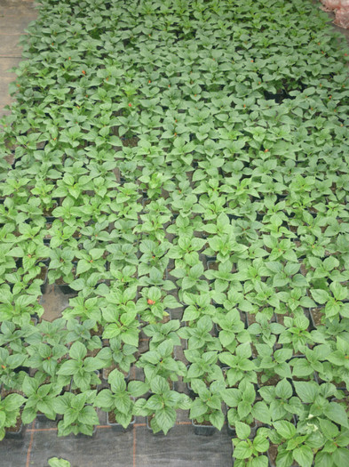 salvia