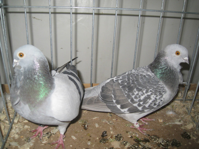 IMG_8429 - Porumbei Galati