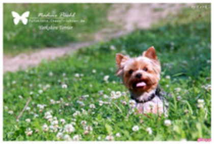 Copy of 53182781_BSALTEU2 - pozeee tariiii