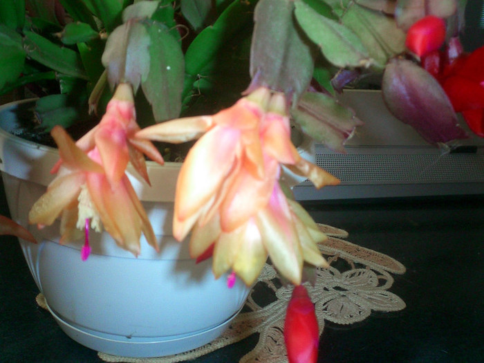 CIMG0140 - Schlumbergera 2011-2012