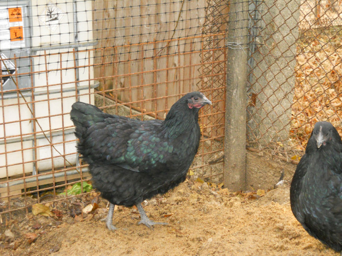 gaini poze 066 - gaini australorp_orpington