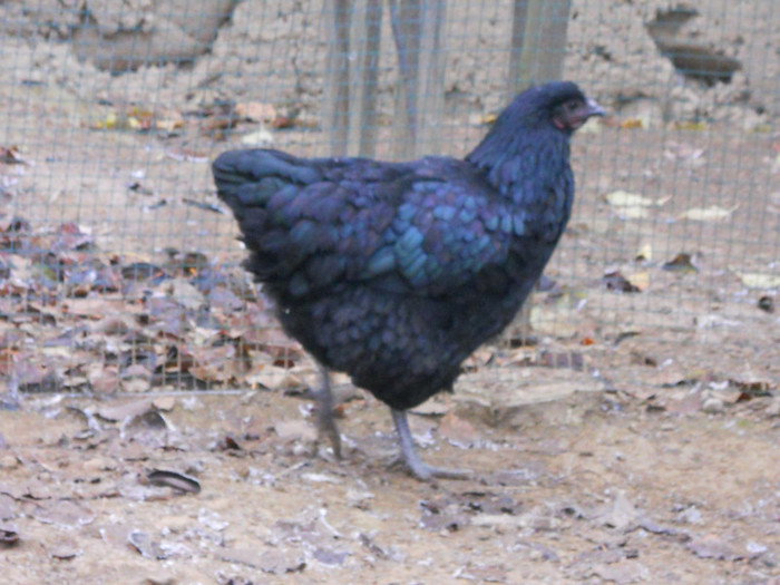 gaini poze 074 - gaini australorp_orpington