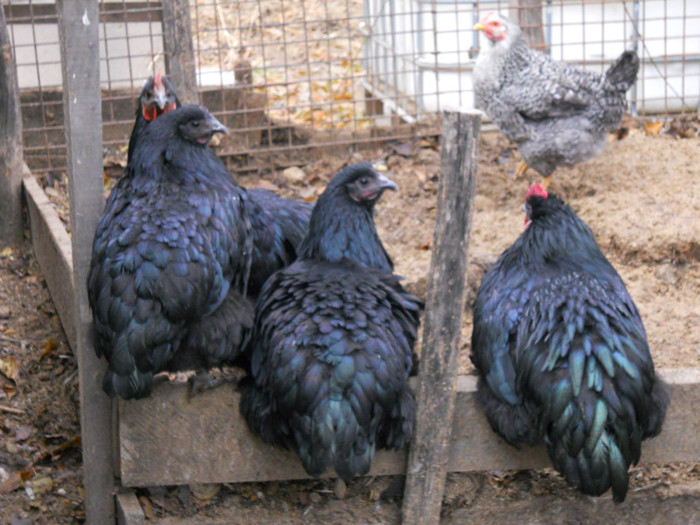 gaini poze 165 - gaini australorp_orpington