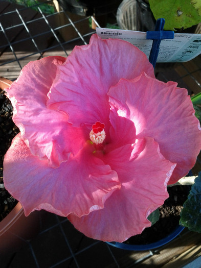 2.12.11 - Hibiscus 2011-2012