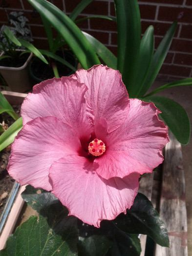 3.12.11 - Hibiscus 2011-2012