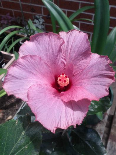  - Hibiscus 2011-2012