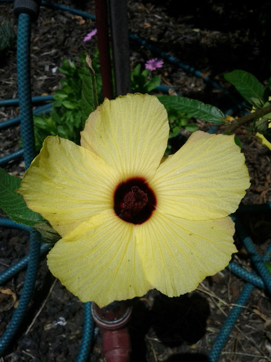 3.12.11 - Hibiscus 2011-2012