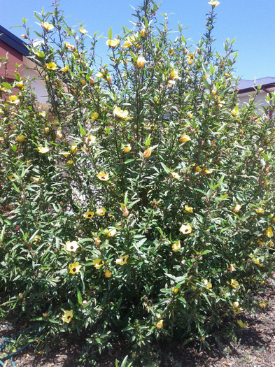 plantat in fata casei - Hibiscus 2011-2012