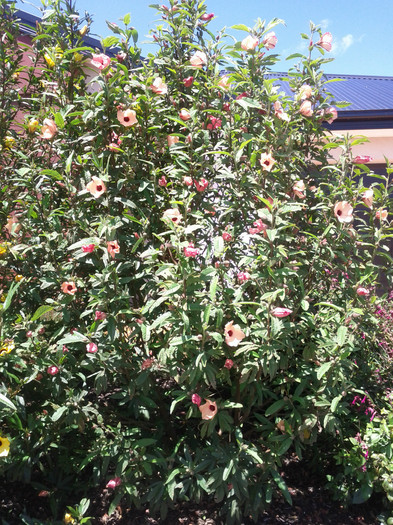  - Hibiscus 2011-2012