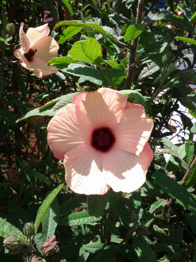 in fata casei - Hibiscus 2011-2012