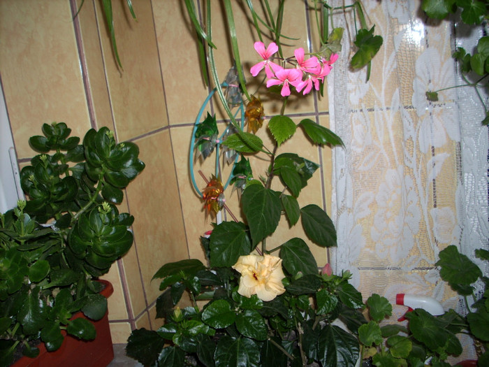 Photo 005