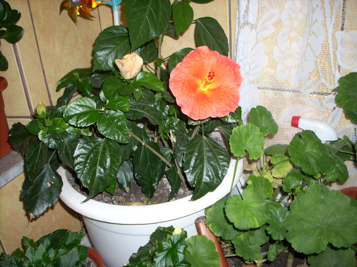 Photo 007