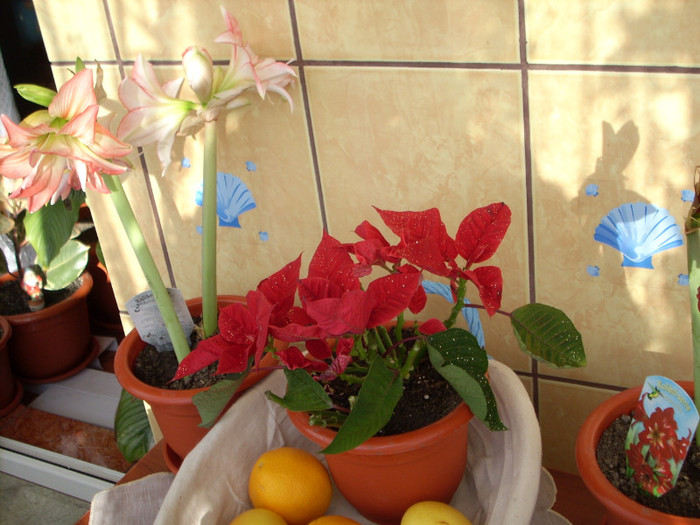 Photo 018