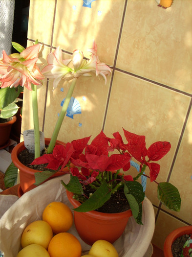 Photo 019