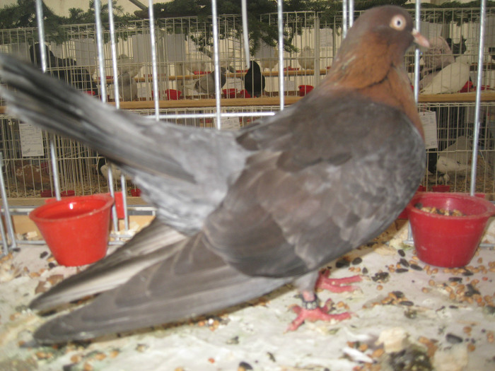 IMG_8489 - Porumbei Galati