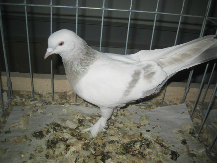 IMG_8499 - Porumbei Galati