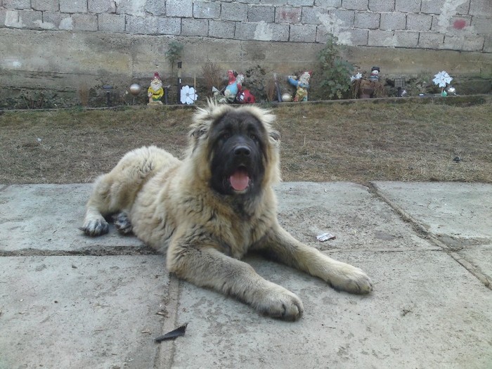 DSC04164 - CIOBANESC CAUCAZIAN