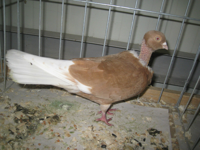 IMG_8555 - Porumbei Galati