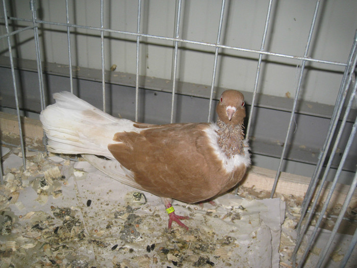 IMG_8556 - Porumbei Galati