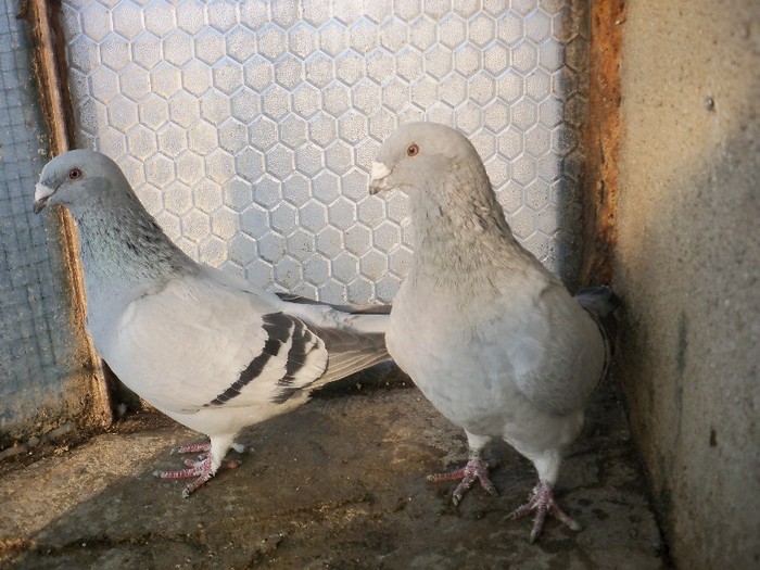 PERECHE: F. 2010, M.2008