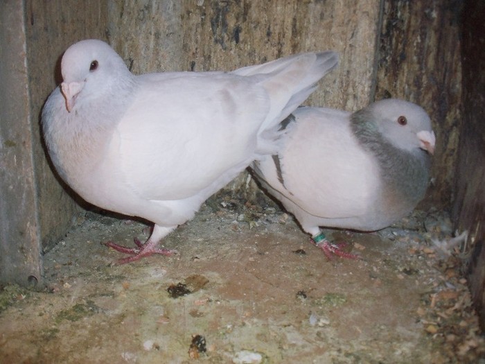 PERECHE: F. 2010, M. 2010